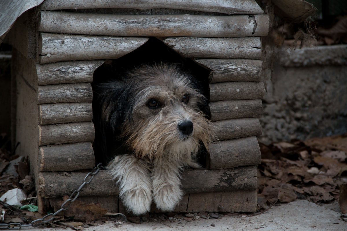 Cachorro tranquilo em ambiente doméstico durante período de mudança